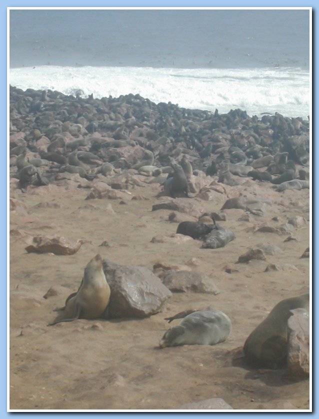 Cape Cross seals